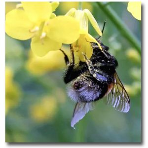 Visa omsorg om våra pollinerare