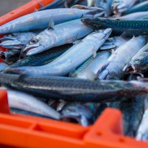 FISKE | Grönt ljus för många insjöfiskar – men fisken i havet mår sämre