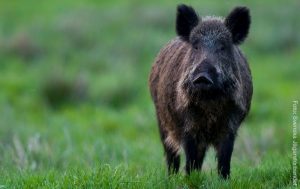 SVERIGE | Nya fynd av ovanlig salmonella bland vildsvin