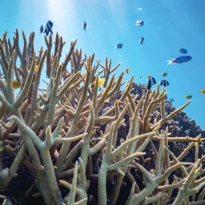 NATUR | Havsförsurningen är ett stort problem – men den stör inte korallrevsfiskars beteende
