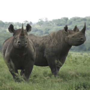 WWF: Glädjande minskning av tjuvskjutna noshörningar i Sydafrika