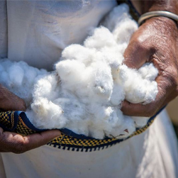 WWF: IKEA och H&M Group i topp när det gäller hållbar bomull