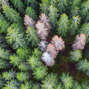 NATUR | Skogen i Svealand fortsatt försvagad efter torkan 2018