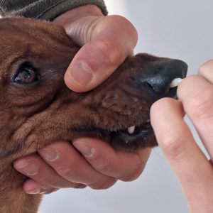 HUND | Respiratoriskt coronavirus hos hundar i Sverige