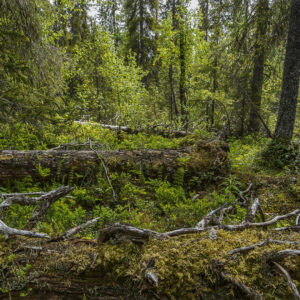 ERIKSBERG | Upprop kräver: ”Gör Blodstensskogen till ett naturreservat”