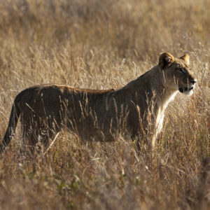 NATUR • KLIMAT | Lejon försvårar klimatanpassningen för bytesdjur