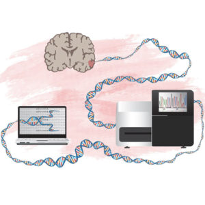 FORSKNING & VETENSKAP | Ny metod att identifiera gener som kan driva hjärntumörer