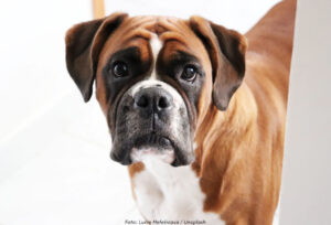DJUR | Miljondonation till SLU för hundcancerforskning
