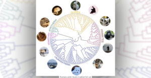FORSKNING | 240 däggdjur hjälper oss att förstå människans arvsmassa