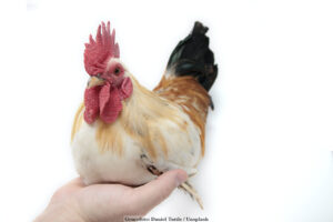 DJUR | Långvarig stress orsakar genförändringar i kycklingar