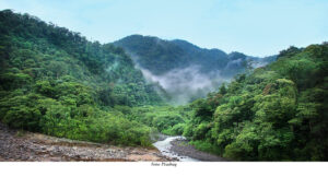 KLIMAT & MILJÖ | Genetisk forskning ska hjälpa regnskogar klara klimatförändringar