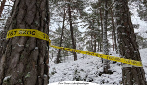 NATUR | Ny kampanj visar hur den svenska skogen tystnar