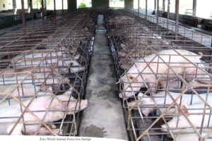 NY RAPPORT: Globala livsmedelsjättar sviker djuren