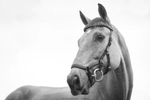 HÄST | Legendarisk dressyrryttare finansierar viktig hästforskning