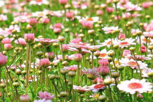 NATUR | Naturskyddsföreningen vill skapa världens längsta blomsteräng