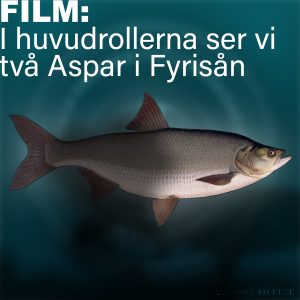 Unik filmsekvens visar Aspar i Fyrisån