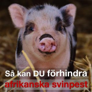 Förhindra spridning av afrikansk svinpest – släng inte mat i naturen