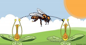 NATUR | Tusentals räddningsinsatser över hela landet för att rädda bina
