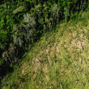 Skövlingen av Amazonas når nya rekordnivåer