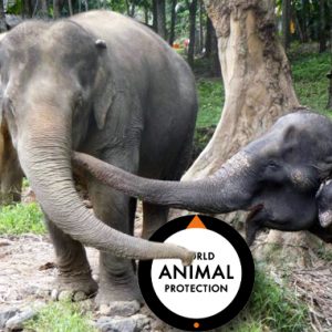 VÄRLDEN | Following Giants, en ny elefantvänlig turistattraktion i Thailand