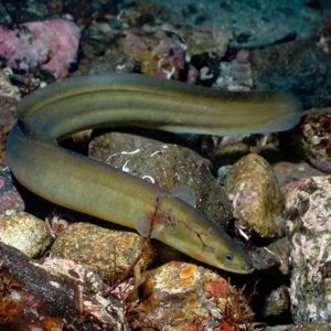SVERIGE | Varannan fiskbutik och var tredje sushibar säljer hotad ål