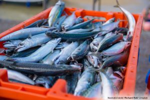 WWF: Östersjöns fiskekvoter för 2021 steg i rätt riktning — Men mer krävs på lång sikt