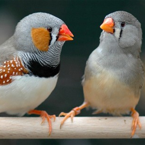 Ny kunskap om sångfåglars evolution