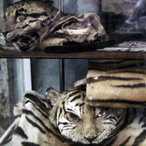 WWF välkomnar Kinas beslut att förbjuda konsumtion av vilda djur