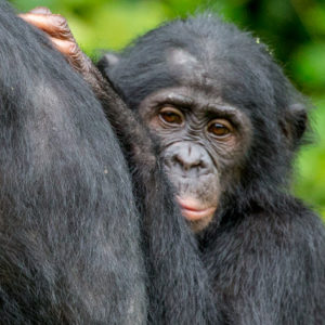 NATUR | Dvärgschimpansen riskerar att smittas av det nya coronaviruset