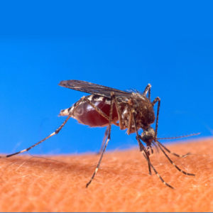 ENTOMOLOGI | Ny art av malariamygga upptäckt