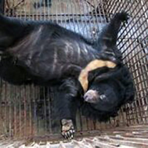 ASIEN / DJURPLÅGERI | Industrin med björngalla frodas trots risk för pandemier
