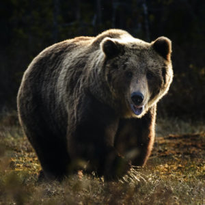 NATUR | Nya miniminivåer för björn i Sverige fastställda