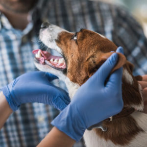 DJUR • MEDICIN | Försäljning av antibiotika till hund fortsätter att minska