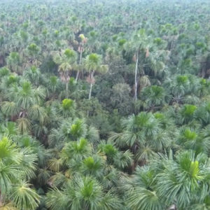 BOTANIK • STUDIE | Flest palmer finns det i de amerikanska regnskogarna