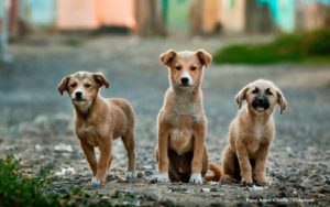 HUSDJUR | Ökad efterfrågan på valpar kan leda till fler smuggelhundar