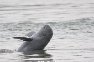 DJUR & NATUR | Läget mer stabilt för utrotningshotade Irrawaddydelfiner i Mekongfloden