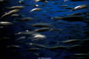 FORSKNING | Dna-analys bäddar för ett mer hållbart sill- och strömmingsfiske