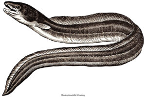 ICHTYOLOGI | Trots klimatskillnader är alla ålar från Europa och Nordafrika en enda population