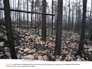 NATUR | Så påverkades ekosystemet av den stora skogsbranden i Västmanland