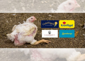 KARTLÄGGNING | Systematiskt djurplågeri i Sveriges kycklingfabriker